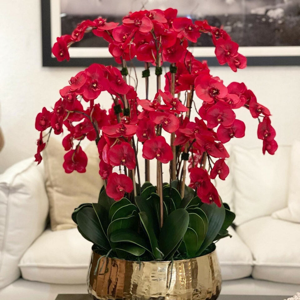 Red Phalaenopsis Orchids in a Medium Gold Pot – Evervale