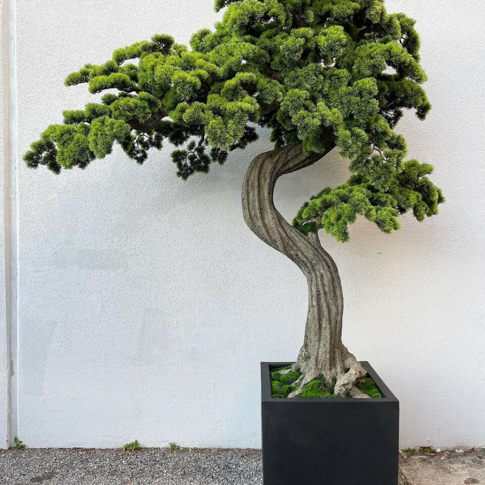 Large Bonsai in Block M Planter – Evervale