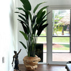 Large Teak Root Vase with Large Bird of Paradise – Evervale