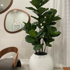 White Globe Vase with Fiddle Leaf Fig – 180 cm – Evervale