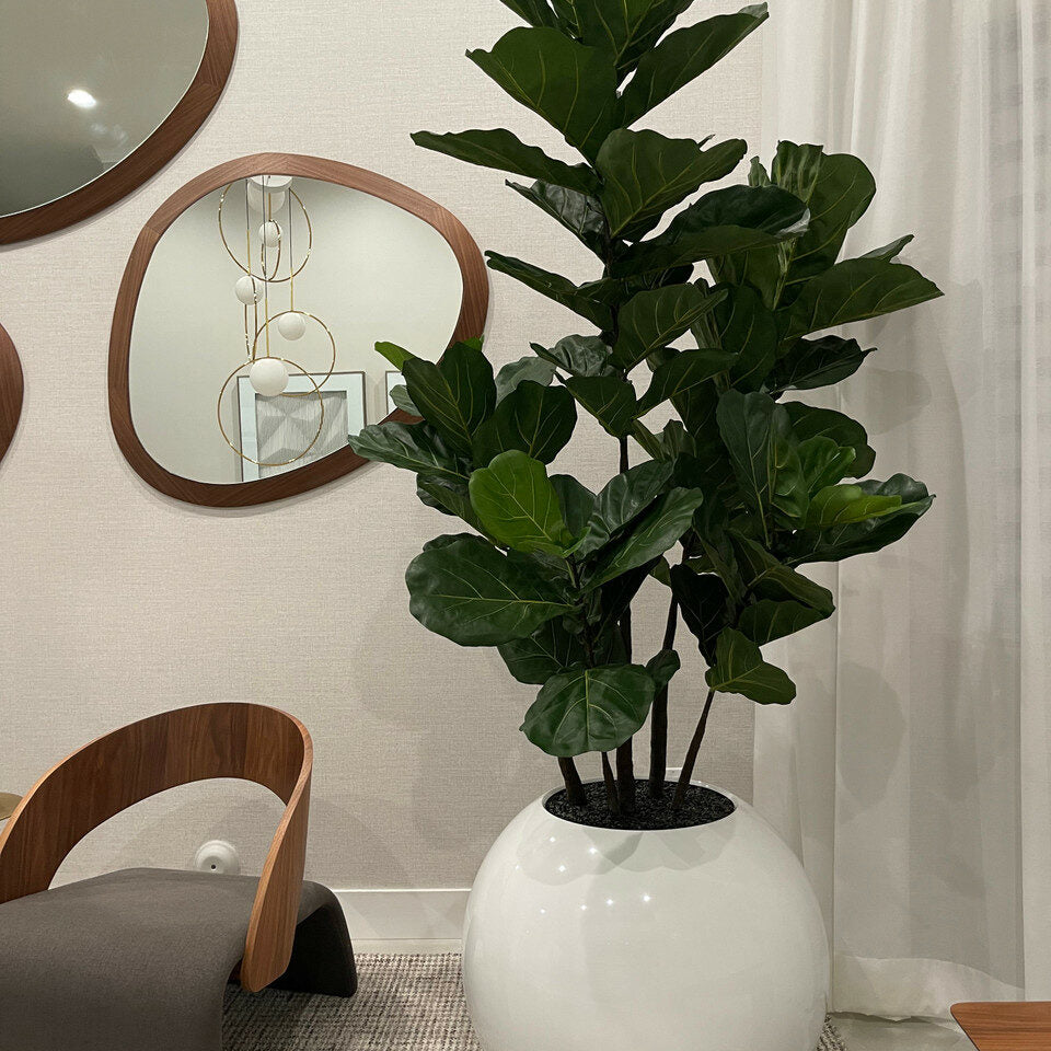 White Globe Vase with Fiddle Leaf Fig – 180 cm – Evervale