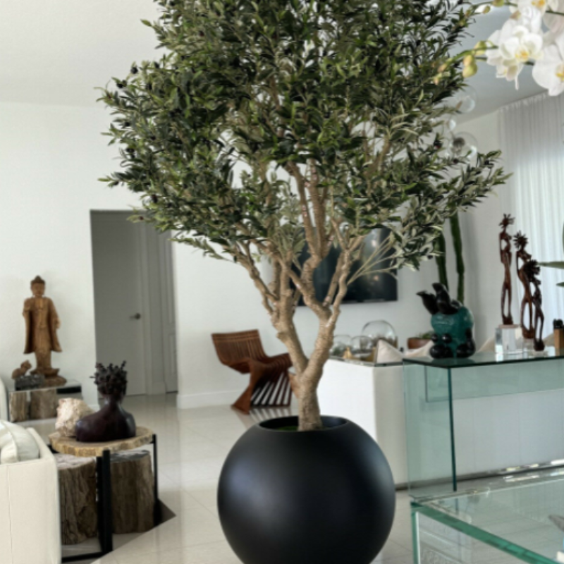 Olive Tree in Matte Black Pot – Evervale