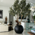 Olive Tree in Matte Black Pot – Evervale