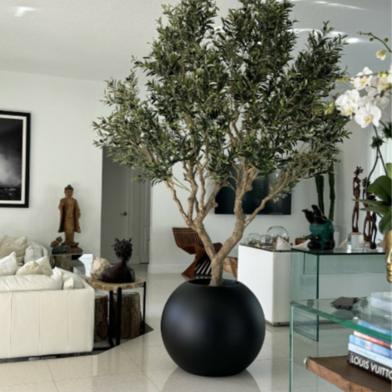 Olive Tree in Matte Black Pot – Evervale