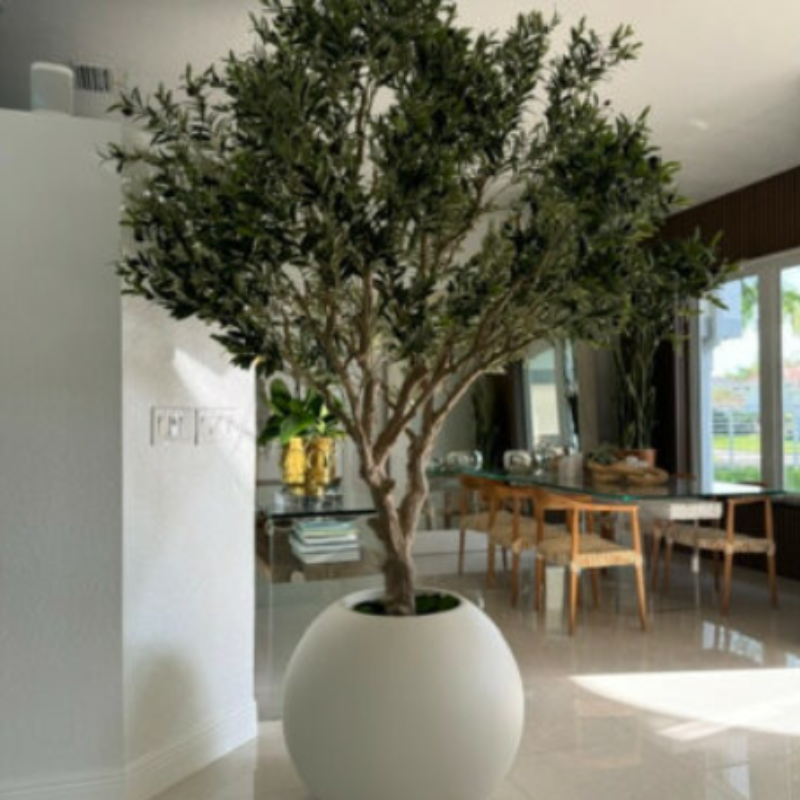 Olive tree in matte beige pot – Evervale