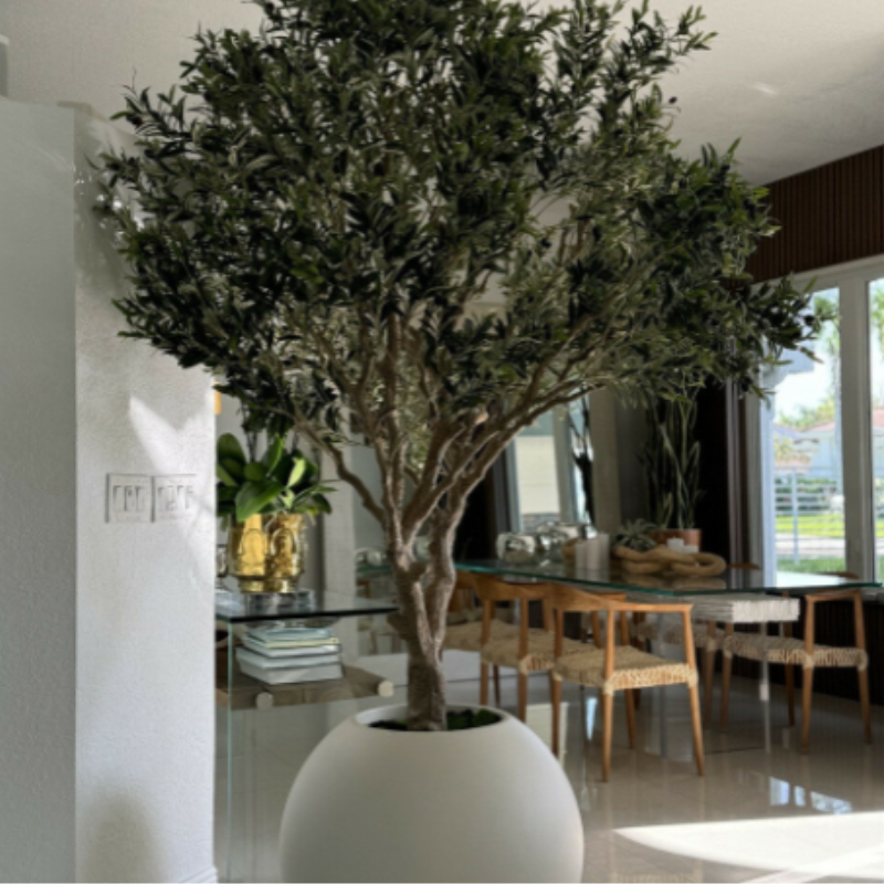 Olive tree in matte beige pot – Evervale