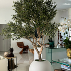 Olive tree in matte beige pot – Evervale