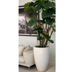 Monstera Plant in High-Gloss White Pot – Evervale