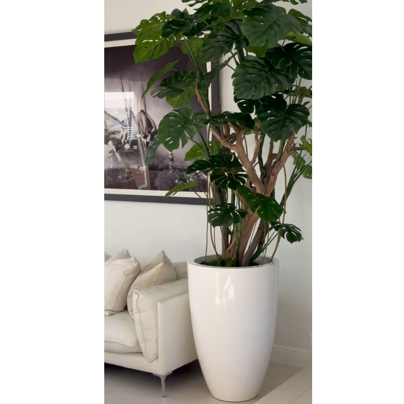 Monstera plant in Glossy White Planter – Evervale