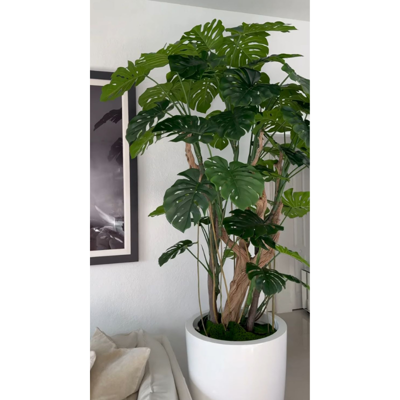 Monstera plant in Glossy White Planter – Evervale