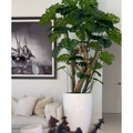 Monstera Plant in High-Gloss White Pot – Evervale