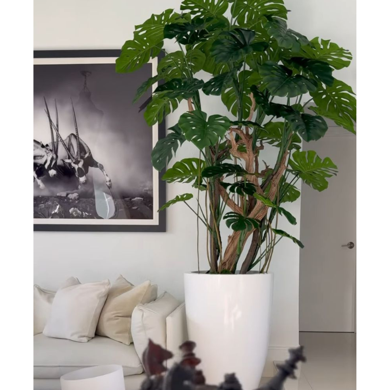 Monstera plant in Glossy White Planter – Evervale