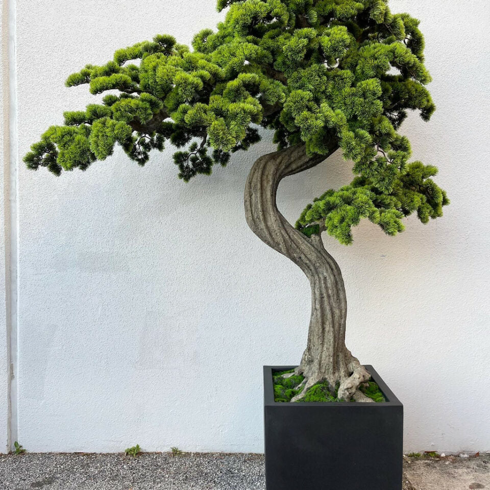 Large Block M Bonsai Tree – Evervale