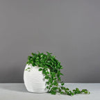 Modern Spiral Globe Planter – Evervale