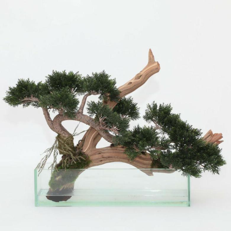 Creeping Juniper Bonsai in Glass Pot – Evervale
