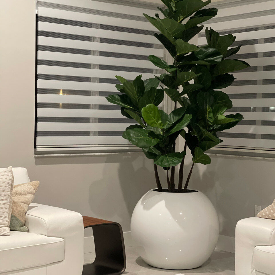 White Globe Vase with Fiddle Leaf Fig – 180 cm – Evervale