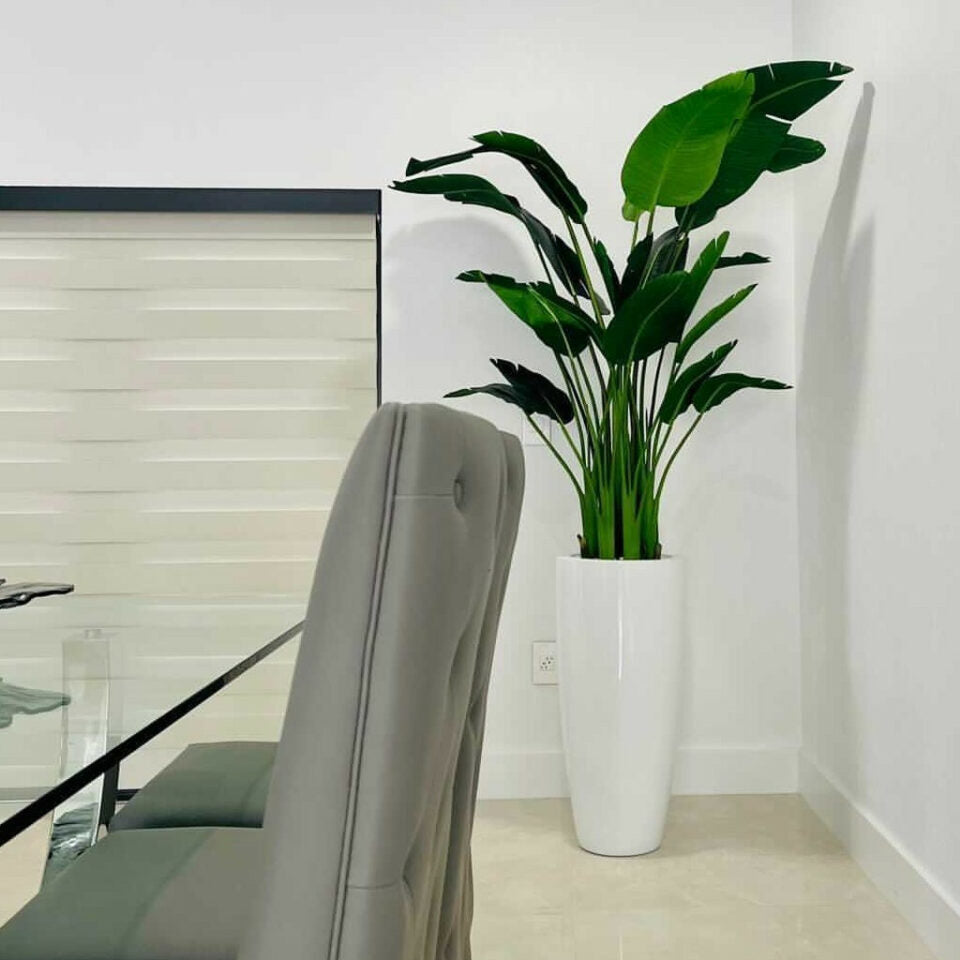 2.1 m Bird of Paradise Plant with Dax L Pot – Evervale