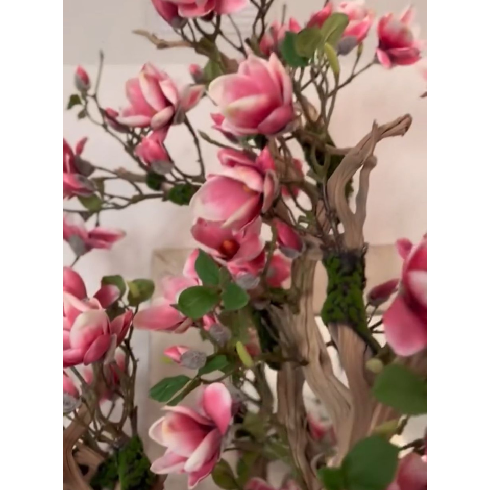Pink Magnolia Tree in Pot St. Tr. Glossy White Release – Evervale