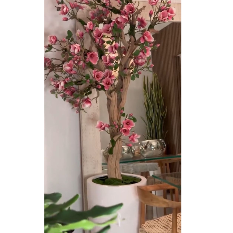 Pink Magnolia Tree in Pot St. Tr. Glossy White Release – Evervale