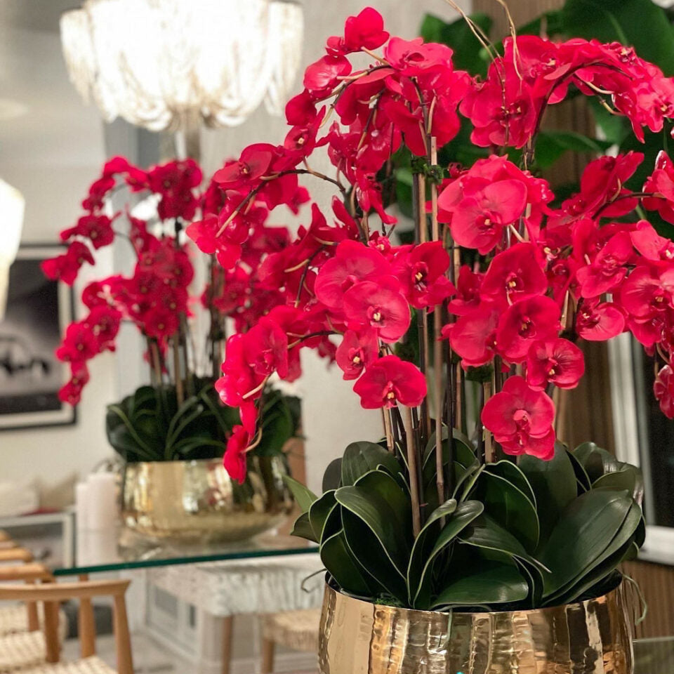 Red Phalaenopsis Orchids in Medium Gold Pot – Evervale
