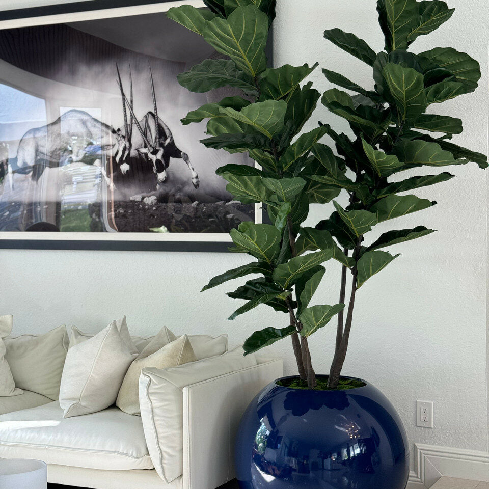 30" Blue Globe Planter with Fiddle Leaf Fig – Evervale