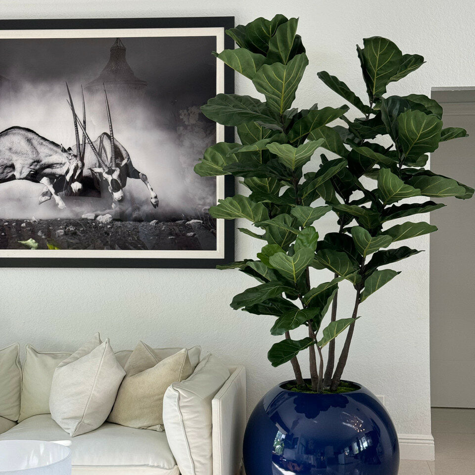 Blue Globe Planter with Fiddle Leaf Fig – Evervale