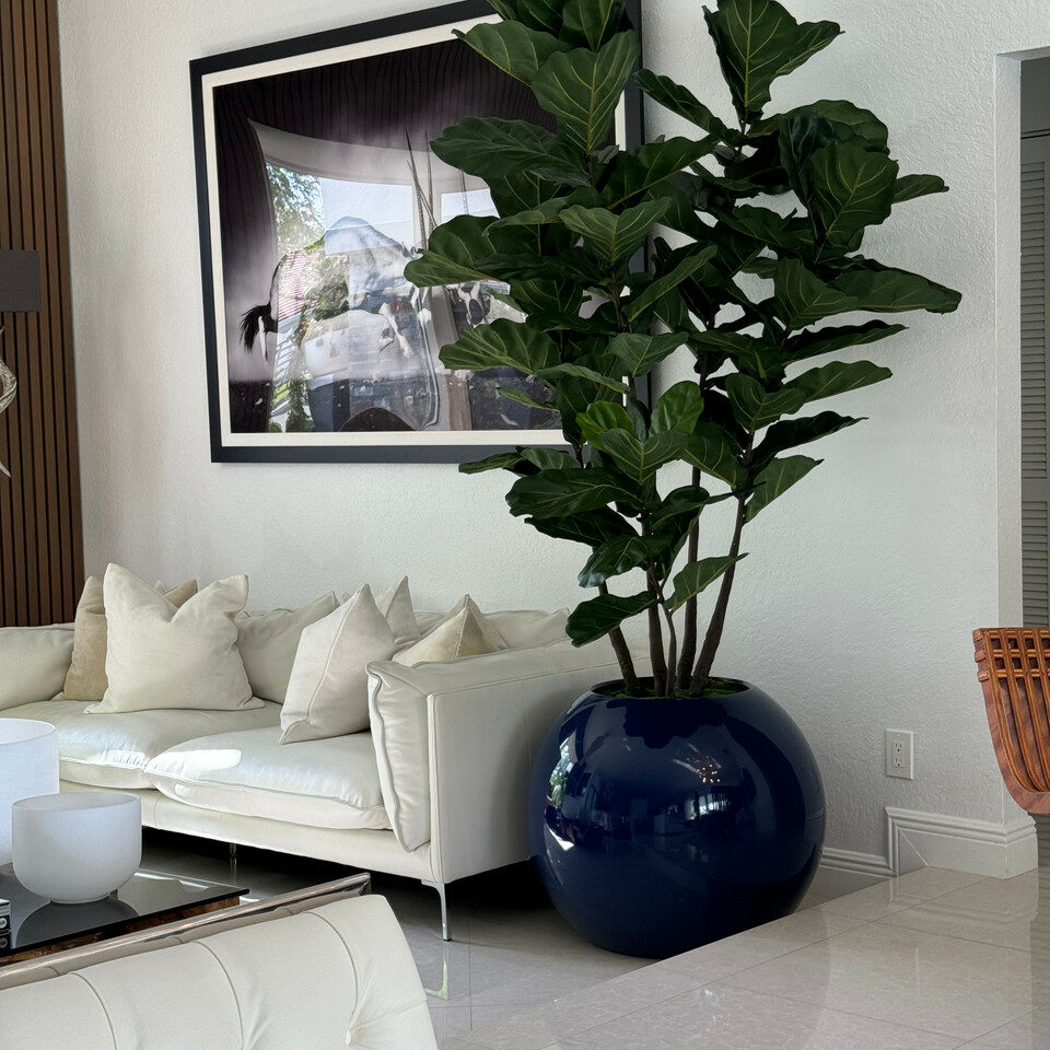 Blue globe vase with fiddle leaf fig – Evervale