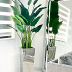 Bird of Paradise Plant (2.1 m) in Stainless Steel Cube Vase – Size M – Evervale