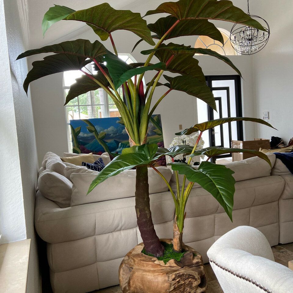 Large Teak Wood Bowl with Alocasia Plant – Evervale