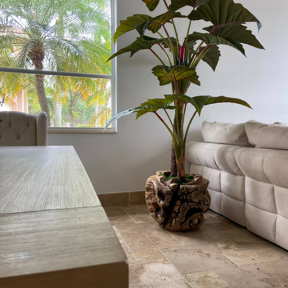 Large Teak Wood Bowl with Alocasia Plant – Evervale