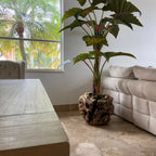 Large Teak Wood Bowl with Alocasia Plant – Evervale