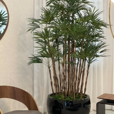 Lady Palm in Black Terragona Planter – Evervale