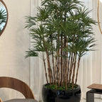 Black Terragona Pot with Lady Palm – Evervale