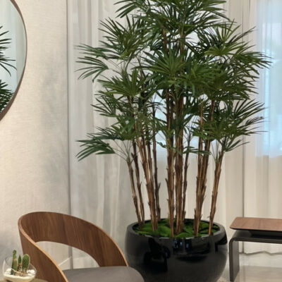 Lady Palm in Black Terragona Planter – Evervale