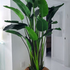 Large Teak Root Vase with Large Bird of Paradise – Evervale