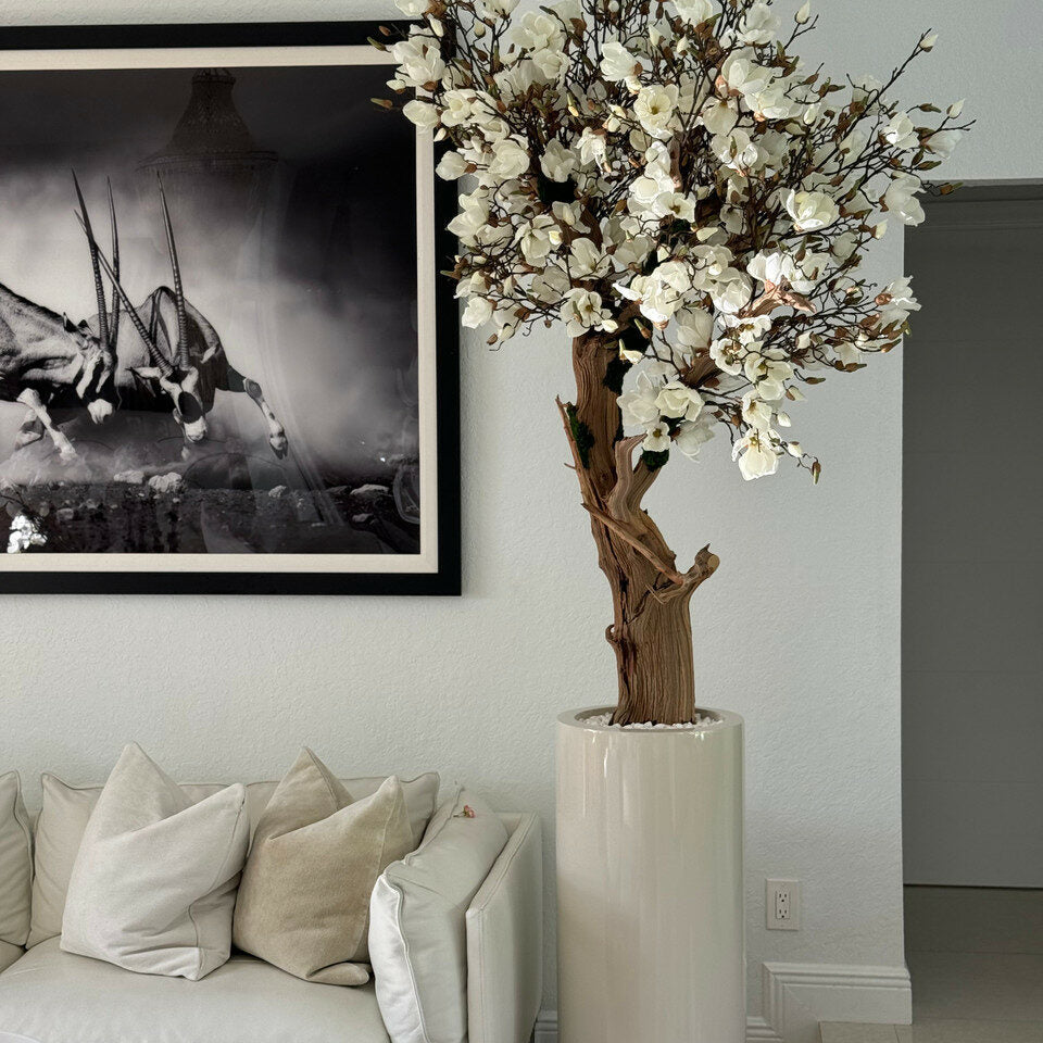 White Magnolia Tree in Shiny St. Tropez Beige Pot – Evervale