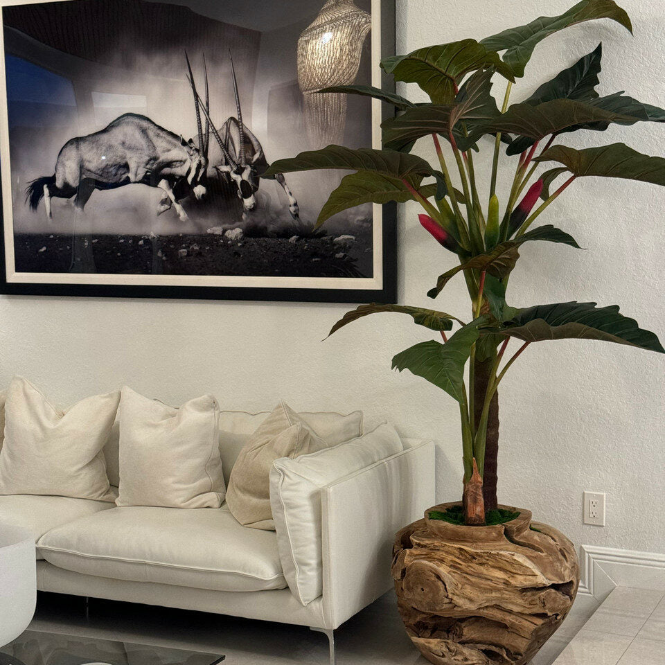 Large teak bowl with Alocasia plant – Evervale