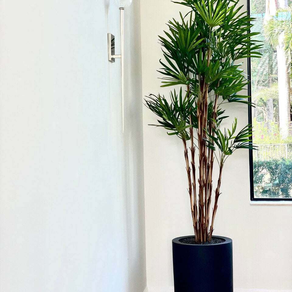 Palm tree in XL black pot – Evervale
