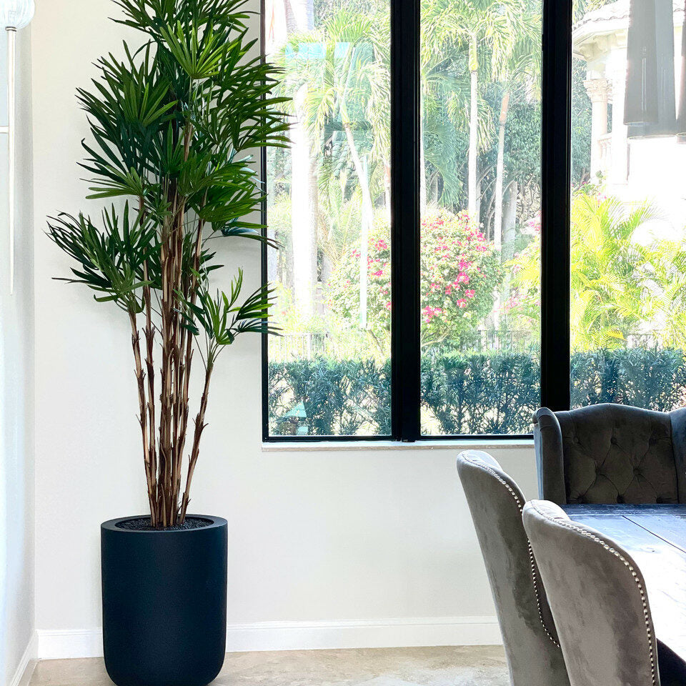 Palm tree in XL black pot – Evervale