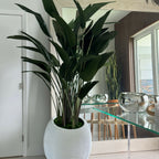 Bird of Paradise Plant in White Spiral Vase – Evervale