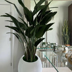 Bird of Paradise in White Spiral Pot – Evervale