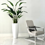 2.1 m Bird of Paradise Plant with Dax L Pot – Evervale