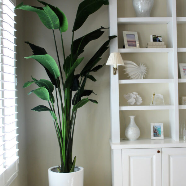 2.7 m Bird of Paradise Plant with Ben Planter in Glossy White – Evervale