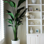 2.7 m Bird of Paradise Plant with Ben Planter in Glossy White – Evervale