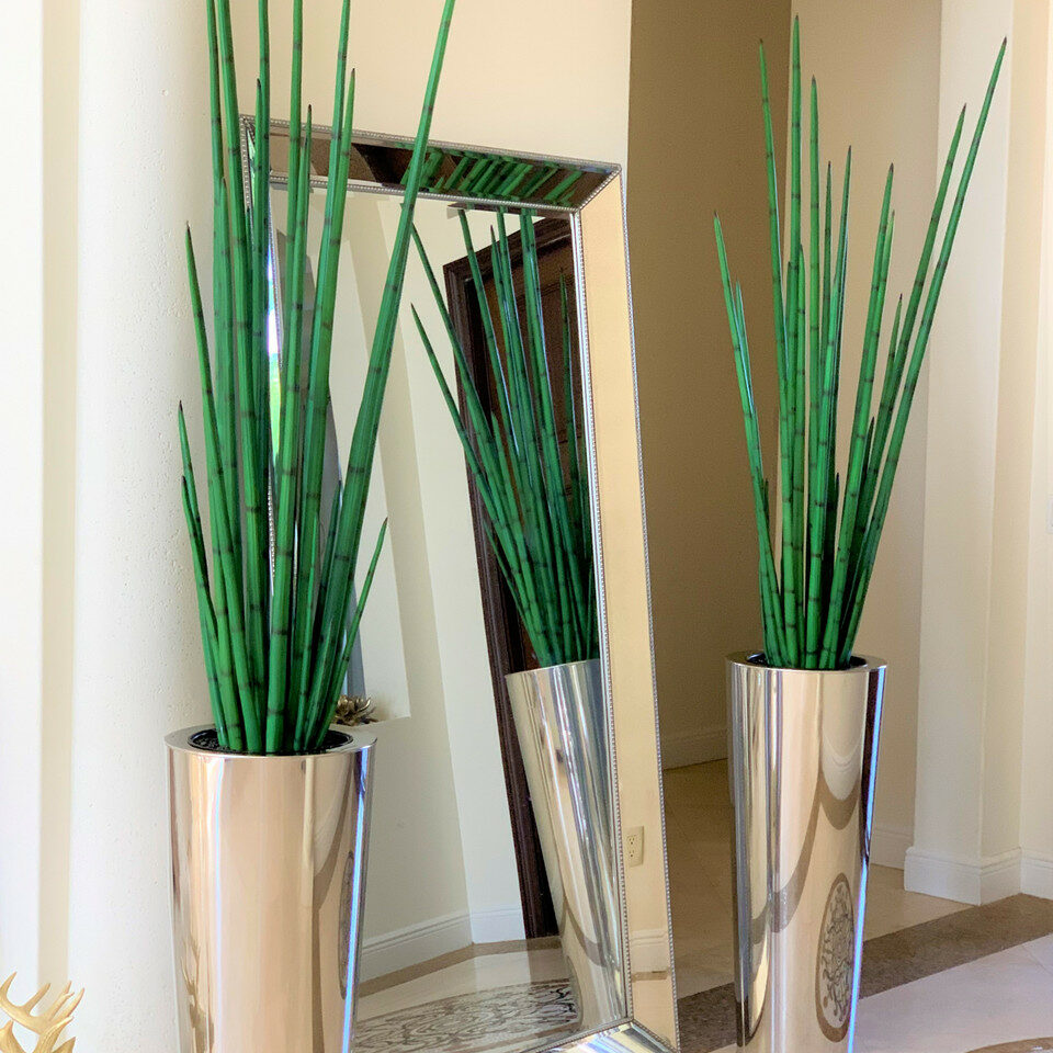 Large, Polished Stainless Steel Pot with Large Snake Grass Plant – Evervale