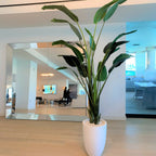 Bird of Paradise Plant (2.7 m) with Ben Planter in Glossy White – Evervale