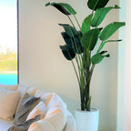 Bird of Paradise Plant (2.7 m) with Ben Planter in Glossy White – Evervale
