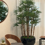 Lady Palm in Black Terragona Planter – Evervale