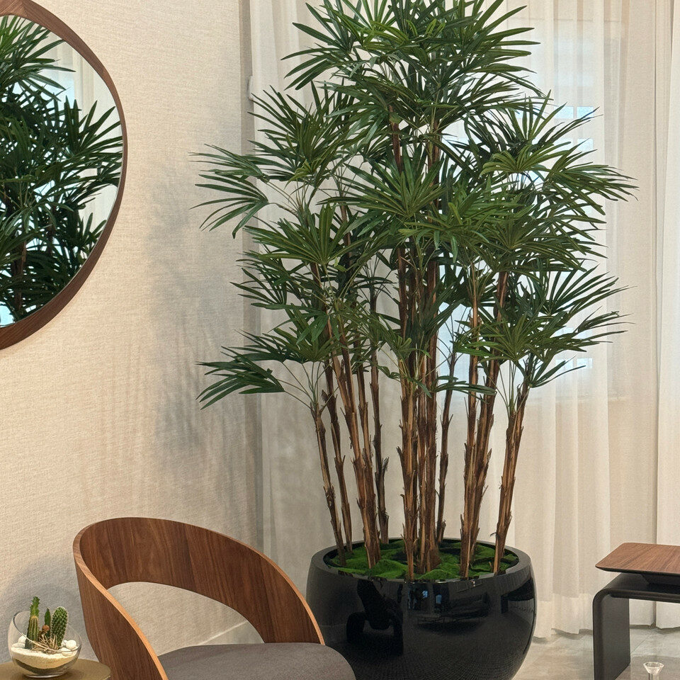Black Terragona Pot with Lady Palm – Evervale