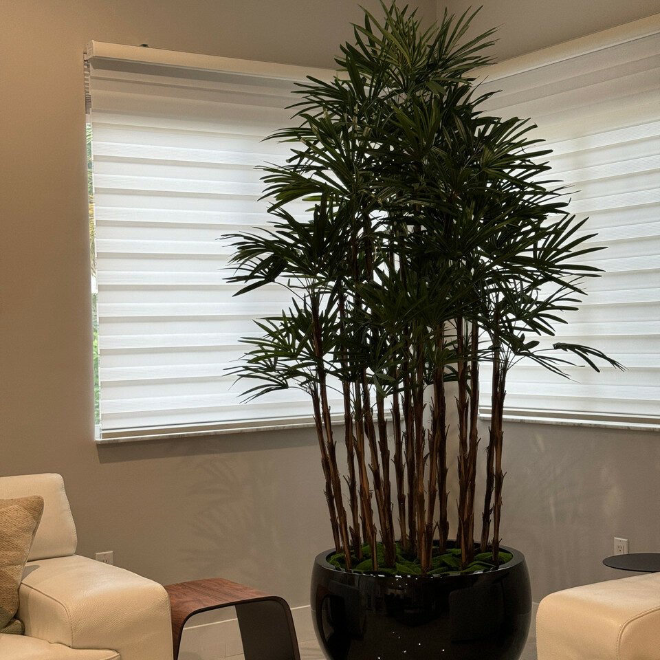 Lady Palm in Black Terragona Planter – Evervale